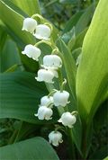 Muguet-1-